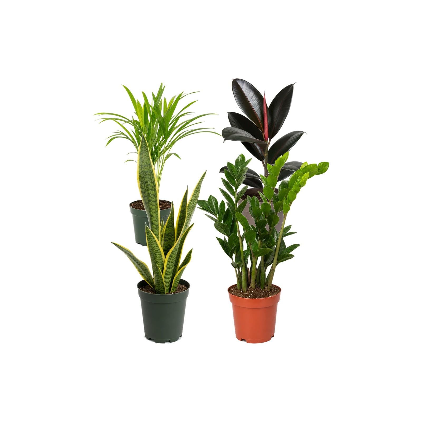 DECOALIVE Pack 4 Plantas de Interior: Colección para Principiantes