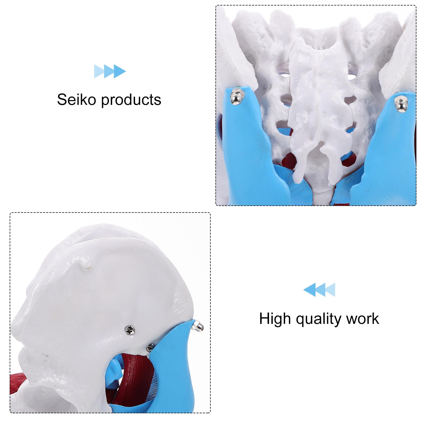 Alasum Design Anatomico in Separabile Portatile per Insegnamento Scuola per Educazione Scientifica Professionale