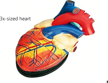 Human Heart Anatomy Model (Medical Teaching) , with B-Ultrasound 3D Visualization, Demonstratable Blood Circulation & Detachable Components (1.5X-Sized Heart Bypass Model)