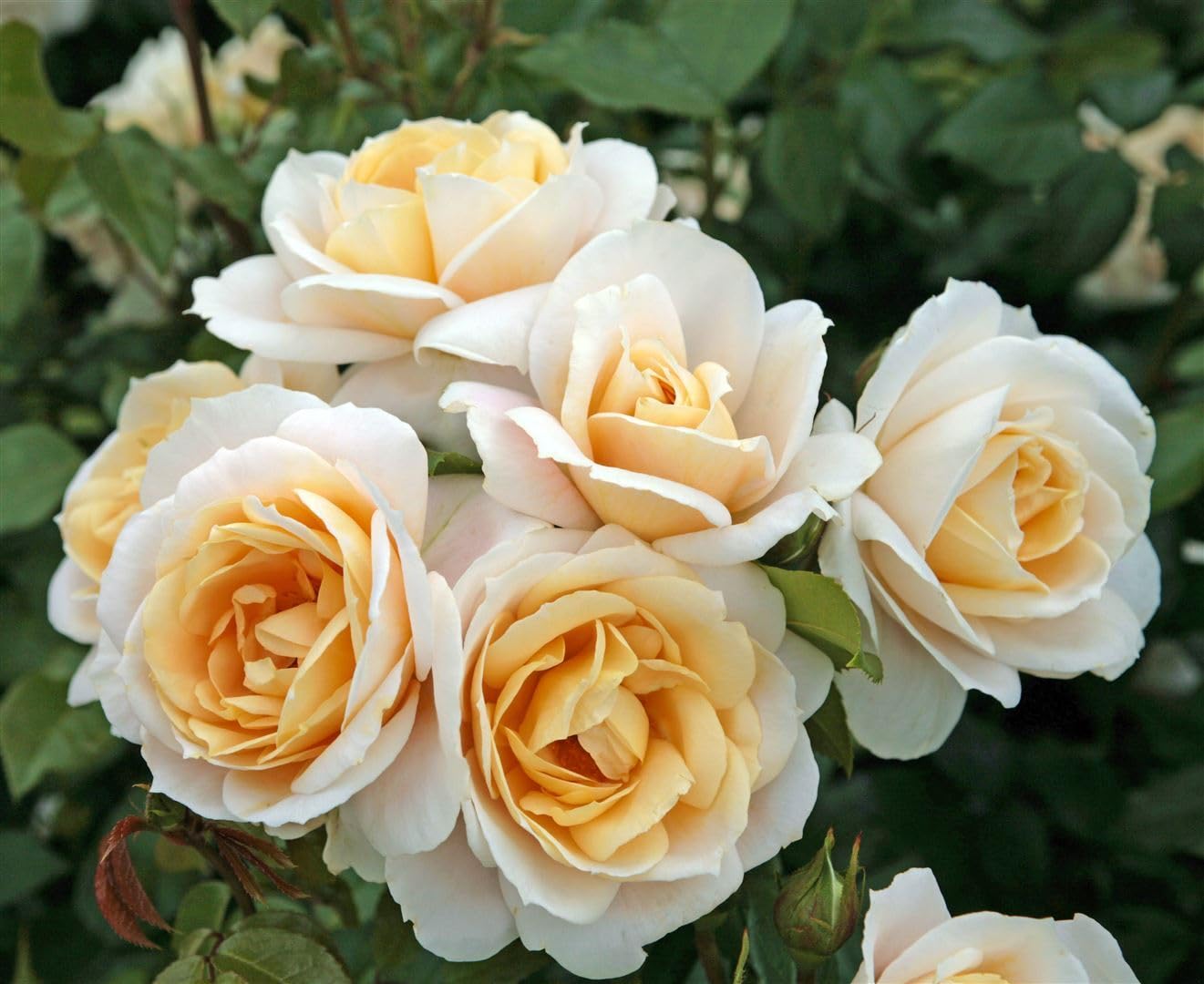 Stammrose Rosa Lion's Rose 90 cm Edelrose winterhart für Beet Kübel | pflegeleicht, reiche Blüte, duftend, für Beet und Kübel, sonniger Standort, robust, langlebig, mehrjährig blühend