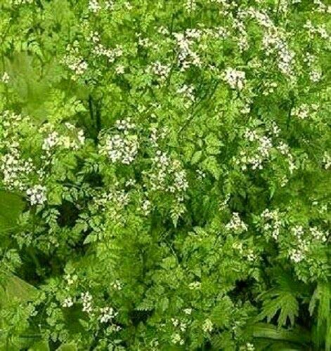 Chervil Gourmet Parsley Anthriscus Herb Flower Jocad (150 Seed) #TOP1