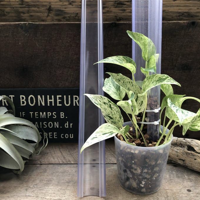 Amazon｜ねこ型登り棒 M/長さ 50cm 花森家 蔓性つる 観葉植物｜観葉