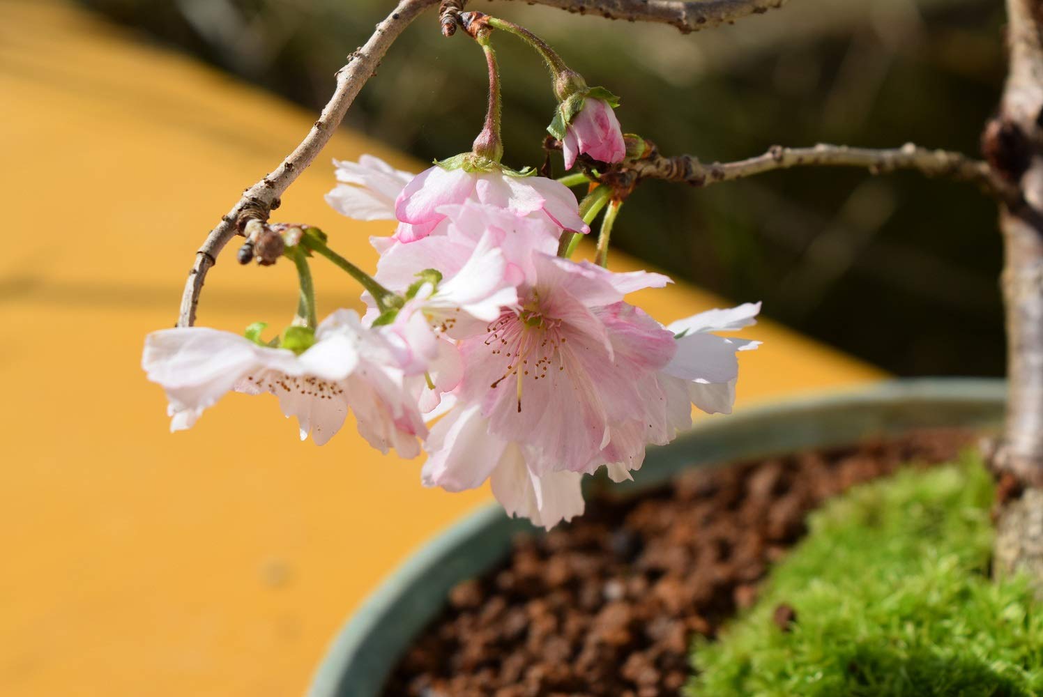 Amazon.co.jp: 十月桜盆栽 二季咲桜 めずらしい 桜盆栽 花の鉢植え信楽