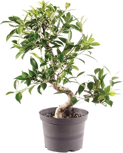 Miniatura 12 de Brussel's Bonsai - Árbol bonsái para interiores, M