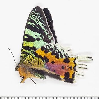 Amazon.co.jp: 未展翅昆虫標本No.349 ニシキオオツバメガ標本定形外