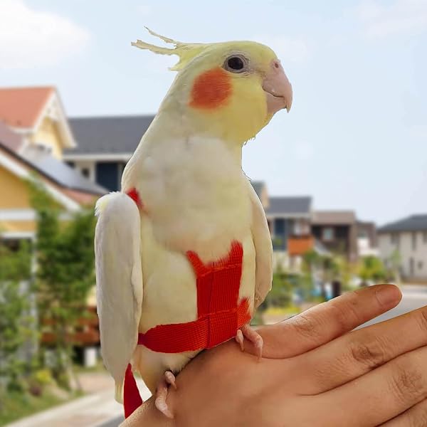 Harnais réglable pour Perroquet Laisse pour Animal Domestique Corde Anti-Morsure Sangle élastique pour Oiseaux perroquets cacatoès aras - 4