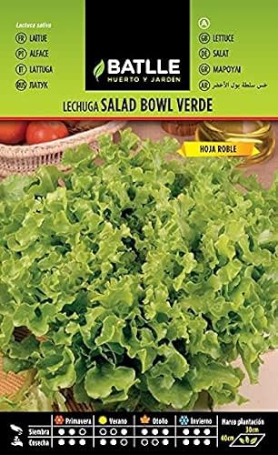 Semillas Batlle Laitue Batavia Bol de Salade Verte