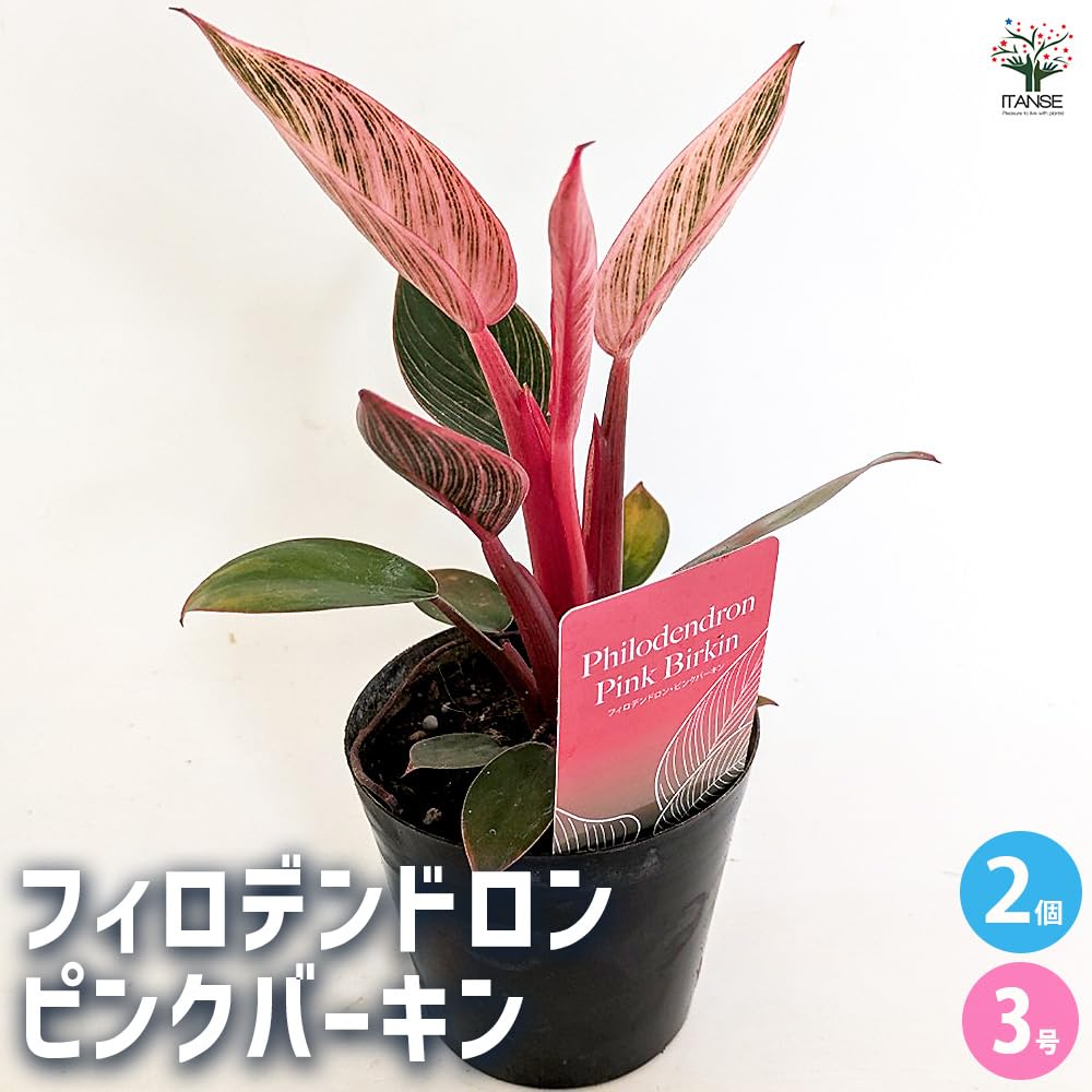 Amazon｜ITANSE フィロデンドロン ピンクバーキン 3号 2個セット
