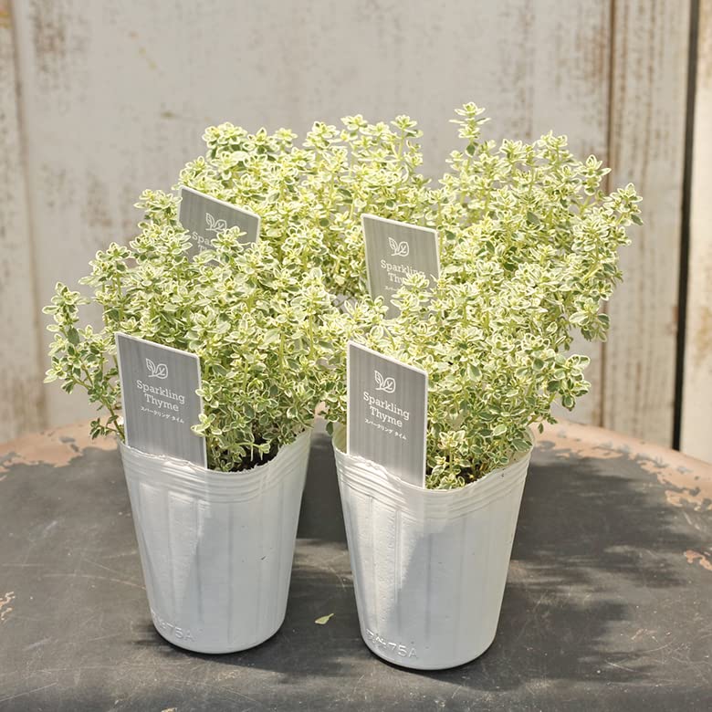 お洒落 ハーブ苗の宝石箱 用途で選べる8鉢セット 3 3 5号ポット苗中心 レビューでおまけ ギフト可 Pagamento Phbodontologia Com Br