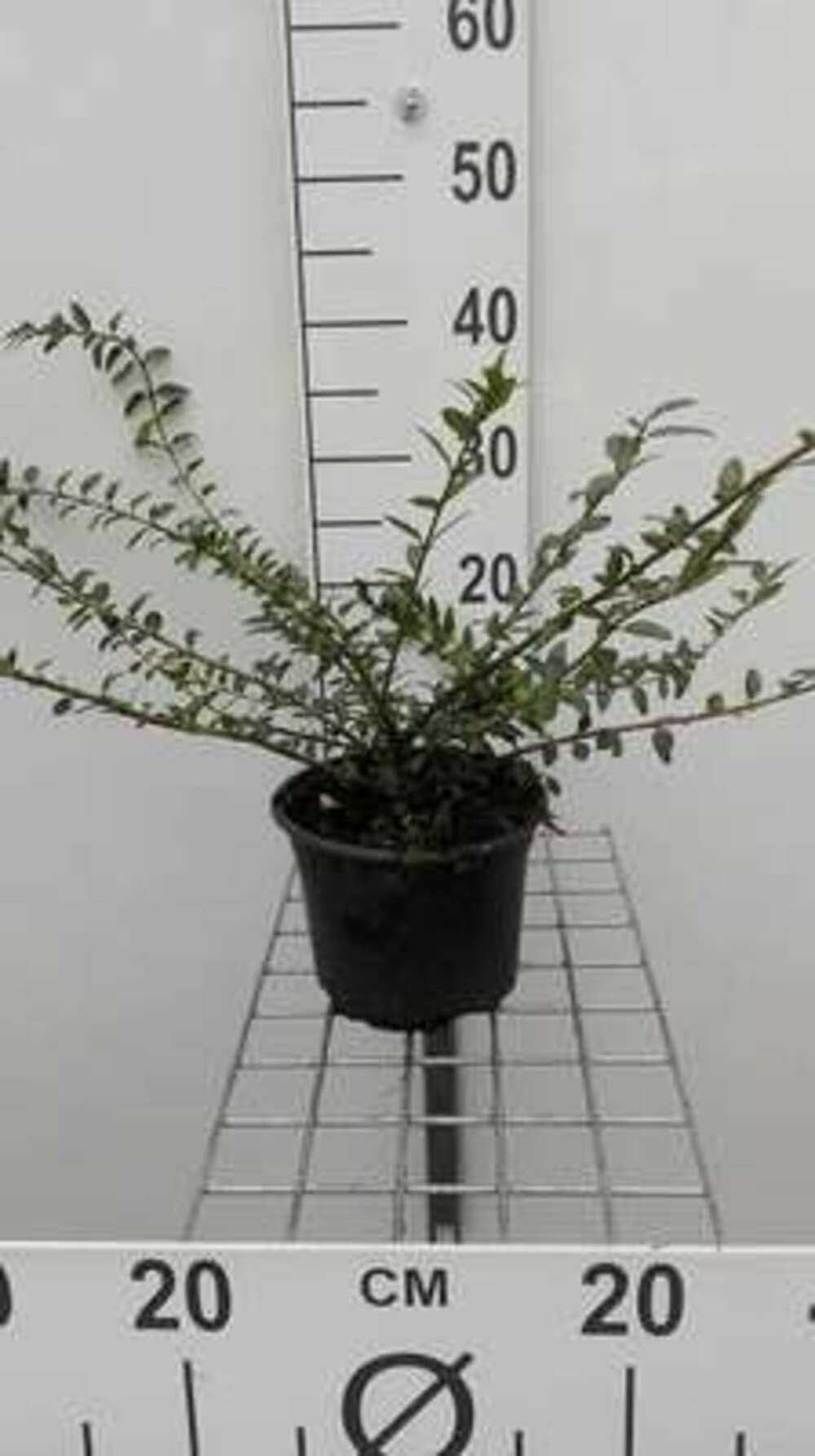 12 x Lonicera pileata - Wiciokrzew - doniczka 9x9 cm