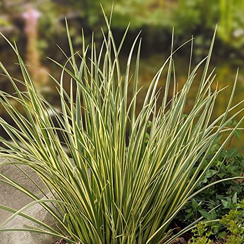 Carbeth Plants Pond Plants for Small Ponds - 1 X 9cm Pot Acorus Gramineus Variegatus, Japanese Sweet Flag - Live Marginal Ponds Plant - Low Maintenance Perennial Outdoor Pond Plant