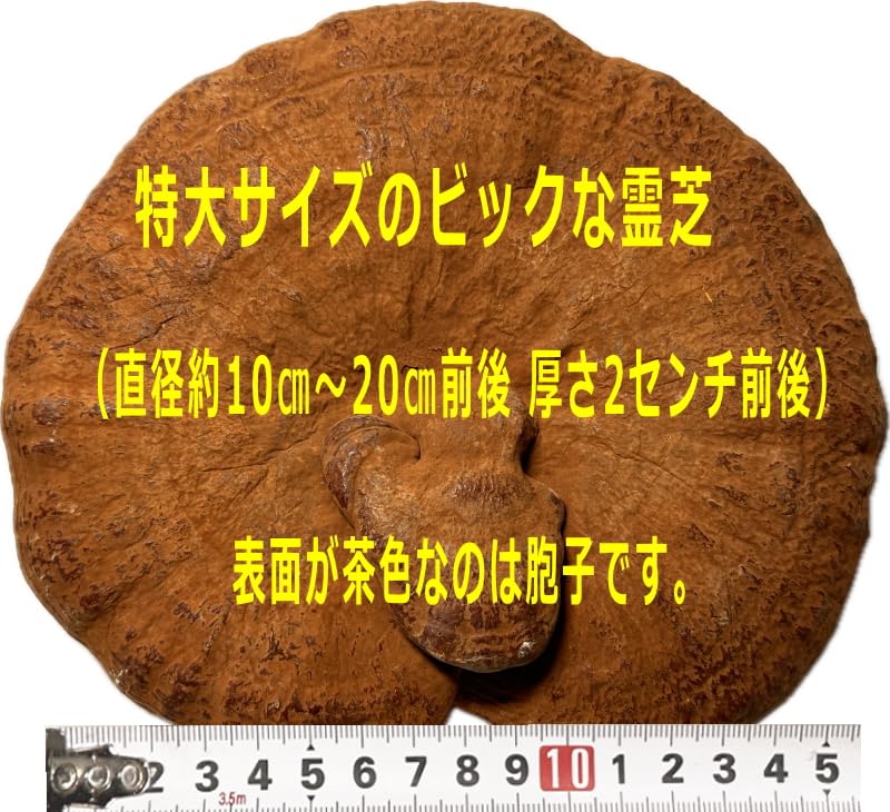 Amazon | 国産 特大 霊芝 200g 大きい 肉厚 れいし レイシ (200g×1 