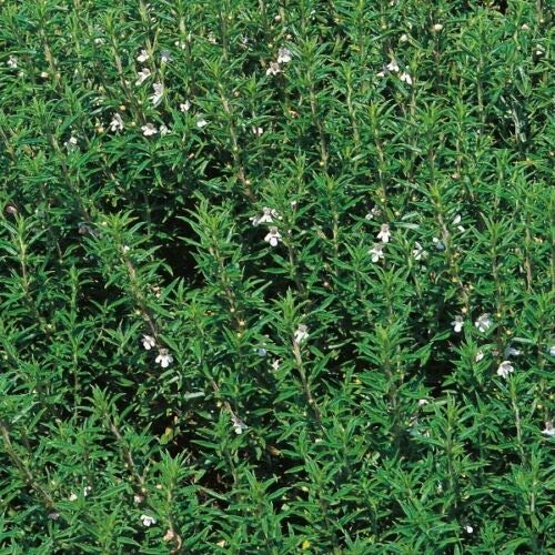 Herb Seeds - Savory Winter - 1000 Seeds by Wafer