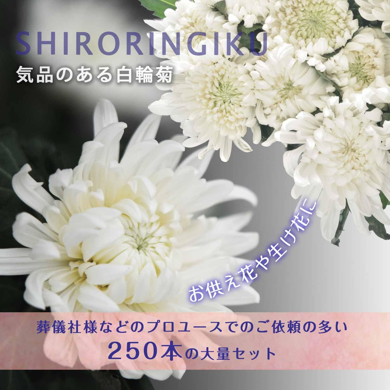 ヤンちゃん生花　菊　ミックス　100本　50センチ切り花 ヤンちゃん様専用生花 菊 ミックス 100本 50センチ切り花 【公式通販】
