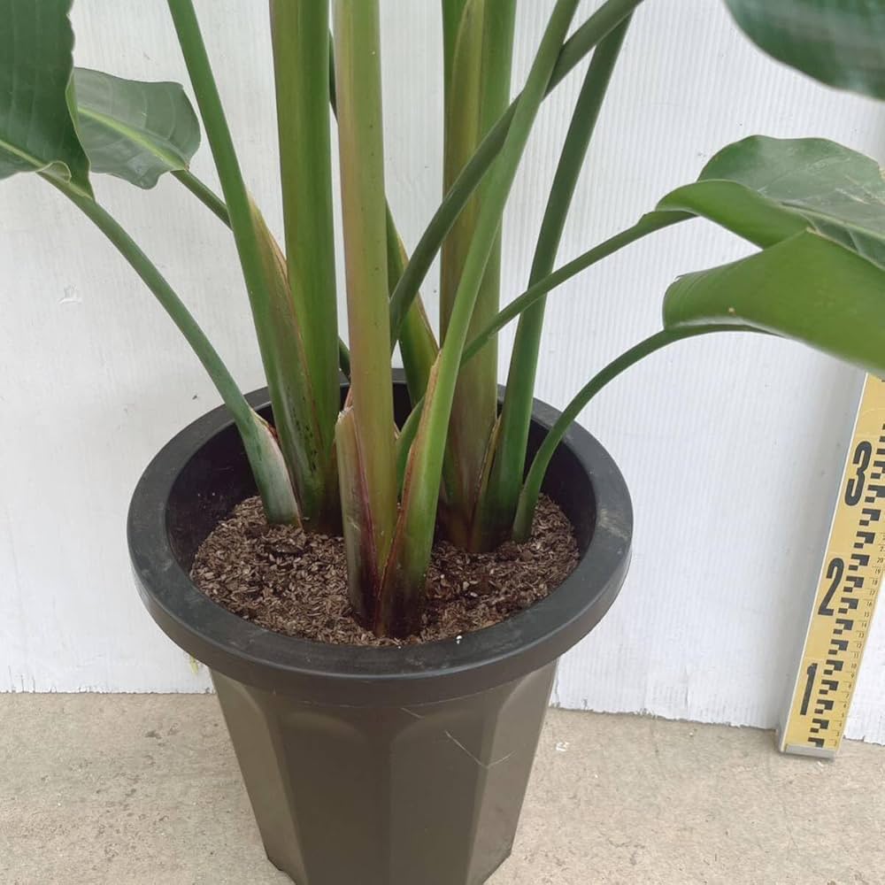 Amazon｜観葉植物 ストレリチア オーガスタ 10号 大型大株 インテリア