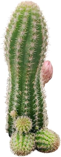 Caja de éxitos | Colección única de plantas de cactus vivas, seleccionadas a mano, variedades raras para regalo o decoración del hogar.