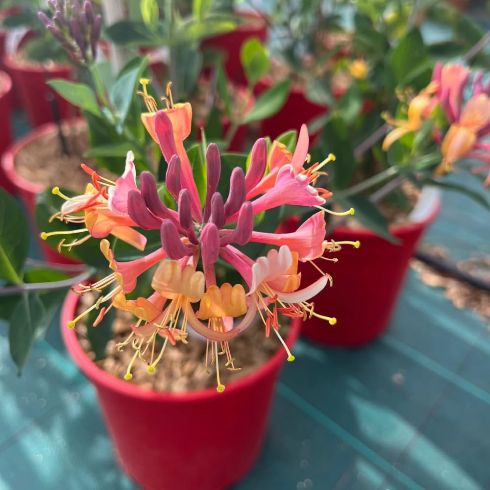 Pianta di Caprifoglio Lonicera Heckrottii Gold Flame Rampicante in vaso 18 cm Profuma intenso