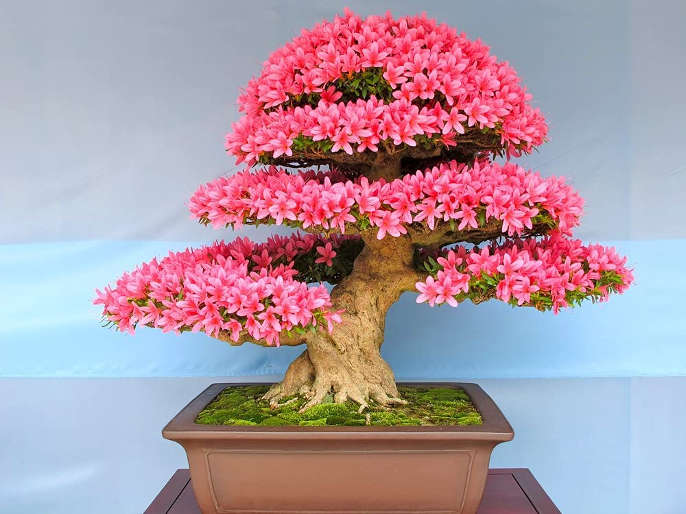 Amazon.com : Flowering Bonsai Tree Seeds - Judas Tree (Cercis siliquastrum)  | 20 Seeds | Flowering Tree Prized for Bonsai : Patio, Lawn & Garden