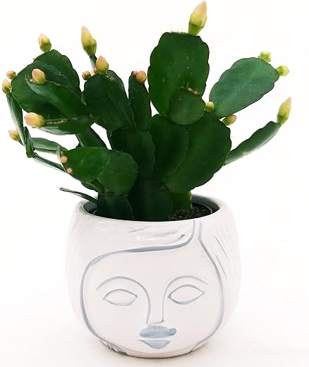 POWERS TO FLOWERS - RHIPSALIS WHITE MICRO CERAMIC POT SIGNORINA, NATALINA, PASQUALINA, 5.5 CM VAS, Real Plant