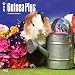 Guinea Pigs 2017 Square (Multilingual Edition)