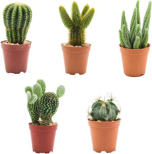 Verdecora Pack de Cactus o Crasas | Cactus y suculentas Planta natural viva de interior en maceta de Ø5cm | Plantas pequeñas y fáciles de cuidar | Envío de surtido variado (5 Crasas/Suculentas) - 2