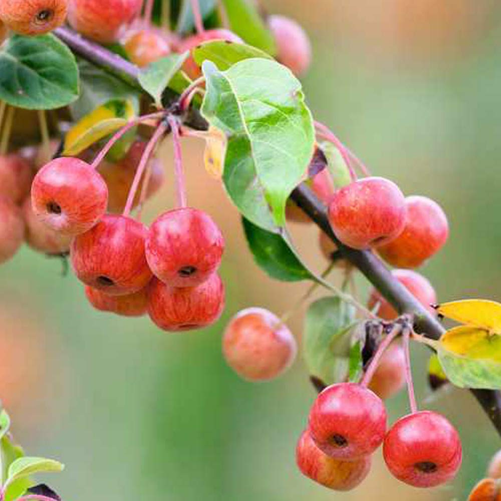 Amazon.co.jp: 食用小実リンゴ・スイートメイデン5号接木苗