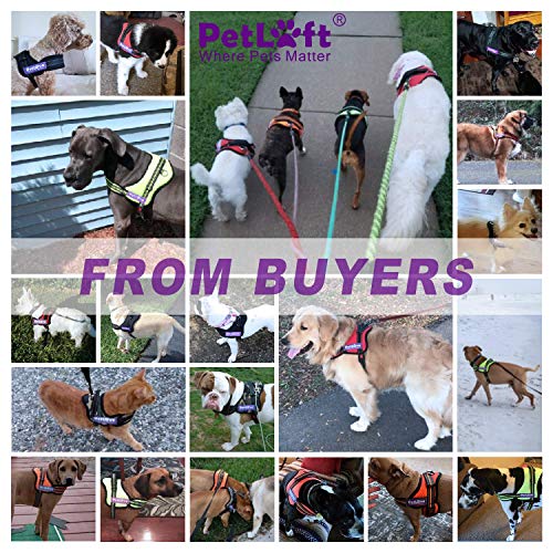 PETLOFT Pettorina per Cani, Morbida Imbracatura