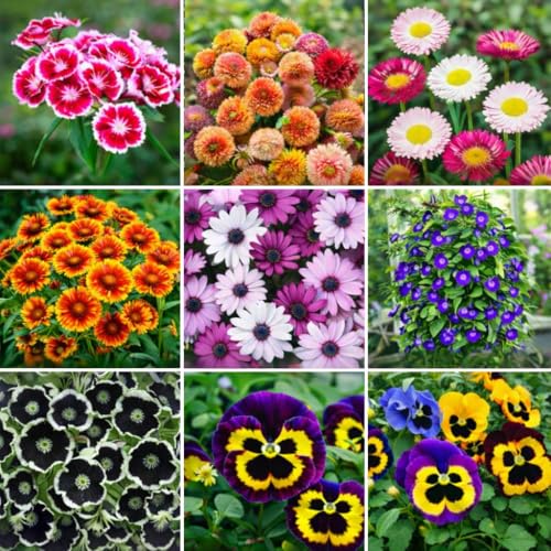 Image of Flower Seeds 8 Variety 50+ Each Acroclinium Dahlia Dianthus Gaillardia Gazania Morning Glory Nemophila Osteospermum Pansy Mixed Flower Seeds for Home Garden Balcony Terrace (all 8 Variety 400+)