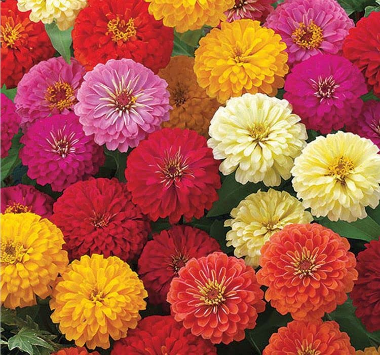 megcito Kirli Hanım Çiçeği Tohumu (Büyük Çiçekli Zinnia) Karışık Renkli - 5 Tohum