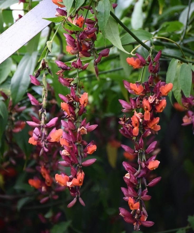 Image of Basor Lata (Scarlet Clock Vine) - Thunbergia Coccinea | Indrapushpa, Chonga Lota, Lady's Slipper Vine | Healthy Live Flowering Climber Plant | Pack of 1 Live Plant