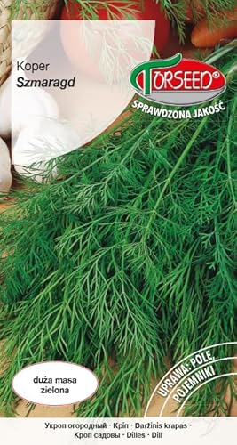 Verdica Semillas de eneldo aromático esmeralda Anethum graveolens, alto contenido de aceites esenciales, crecimiento verde robusto, resistente a la sequía, hierba culinaria versátil, perfectas para