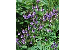 Blue Vervain Herb: Your Garden's Medicinal Oasis