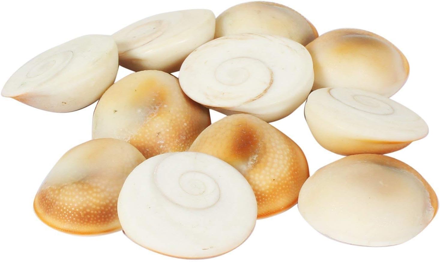SSKR Natural Gomati/Gomti Chakra Original for Puja (White) – 11 Pieces