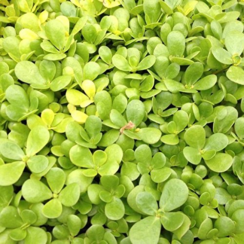 PREMIER SEEDS DIRECT - HERB - Purslane Golden - 3000 Finest Seeds (Portulaca OLERACEA)