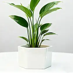 Vaso de cerâmica médio de 9 x 6,6 cm, para suculentas, mini fofo, jardim, flor, berçário, suculenta, para plantas de interior, vasos de cerâmica, hexágono 3