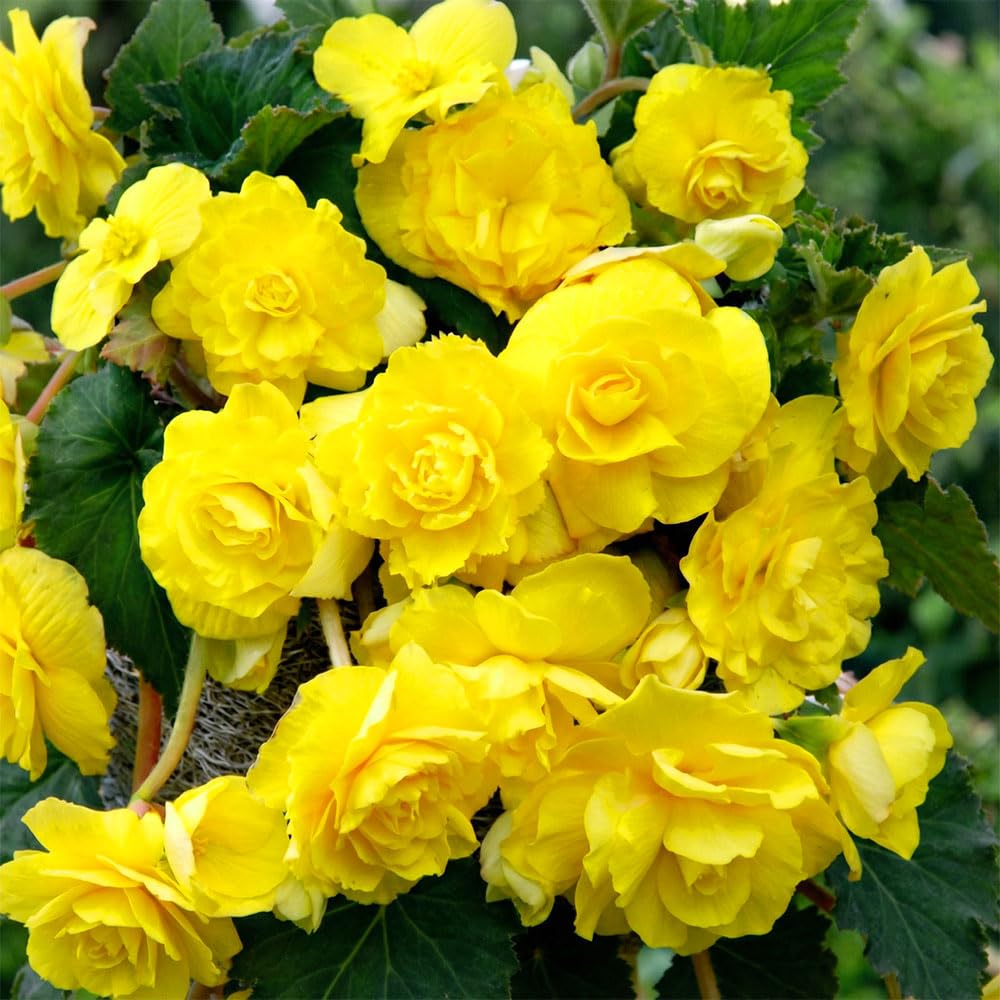 2 x Begonia Fragrant Odorosa Yellow – Sweetly Scented Double Yellow Blooms – Summer Flowering Bulbs – Perennials – Great for Patio Containers