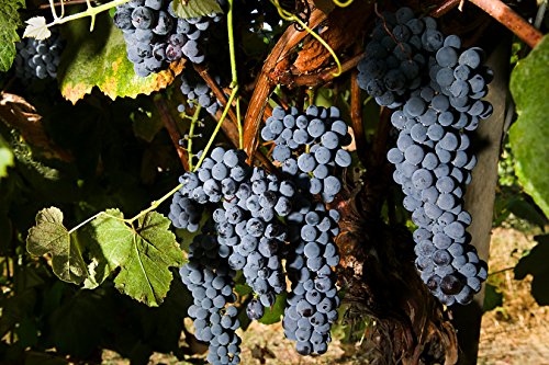 Black spanish (lenoir)"favorite" wine grape vine - plan…