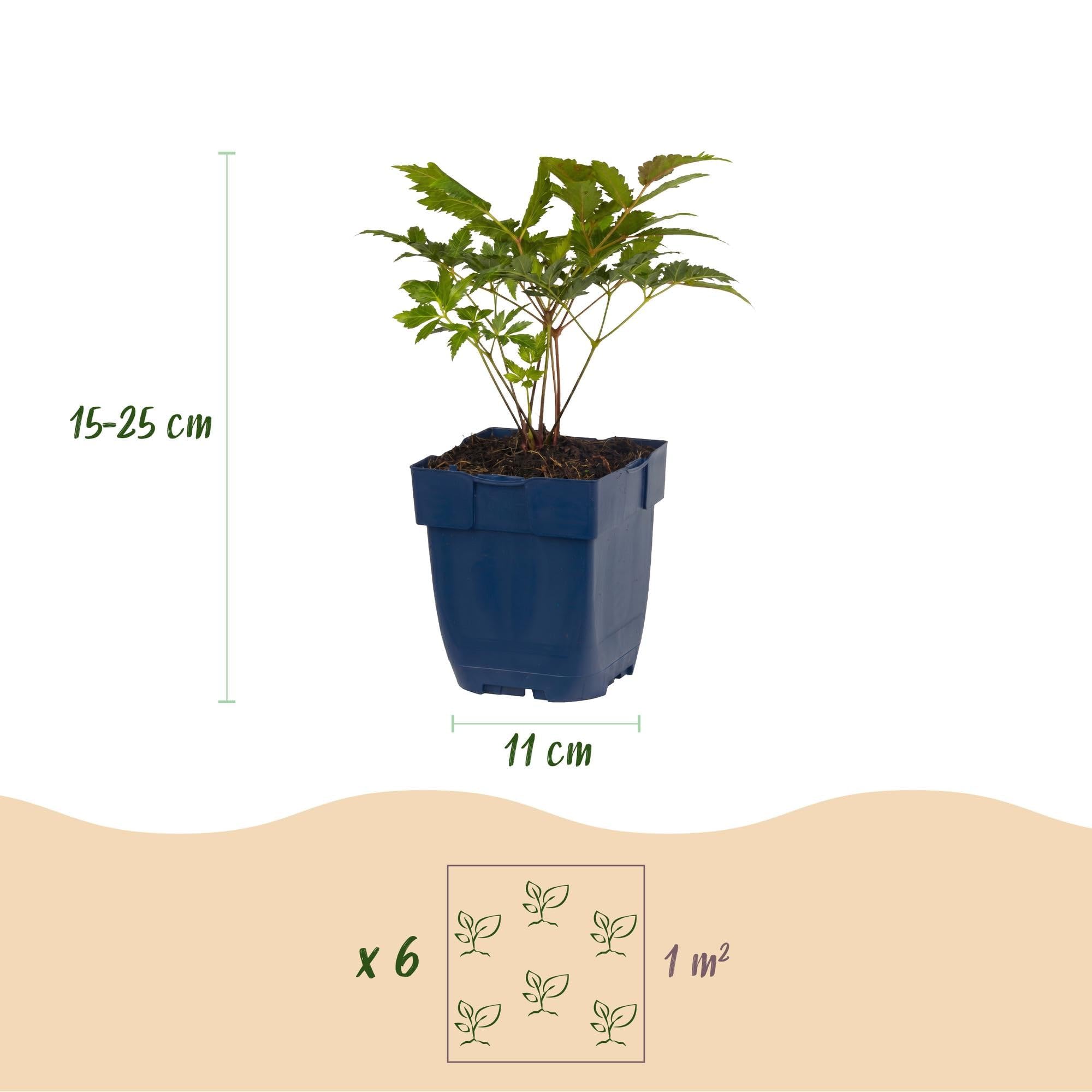 Green boutiQ - Stauden - Astilbe Tricolour - Prachtspirea - Schatten - Lila - Rosa - Weiß - 12 Pflanzen - Topf 11cm - Höhe 15-25cm