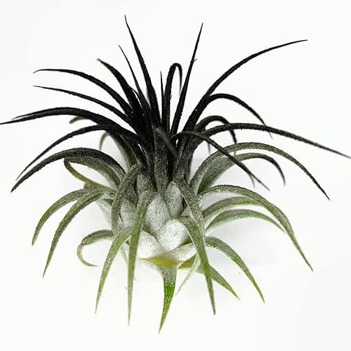 Miniatura 4 de Plantas de aire pequeñas - Planta de aire Ionantha Rubra de Ionantha Guatemala Tillandsia, Airplant vivo de Guatemala Tillandsia (negro)