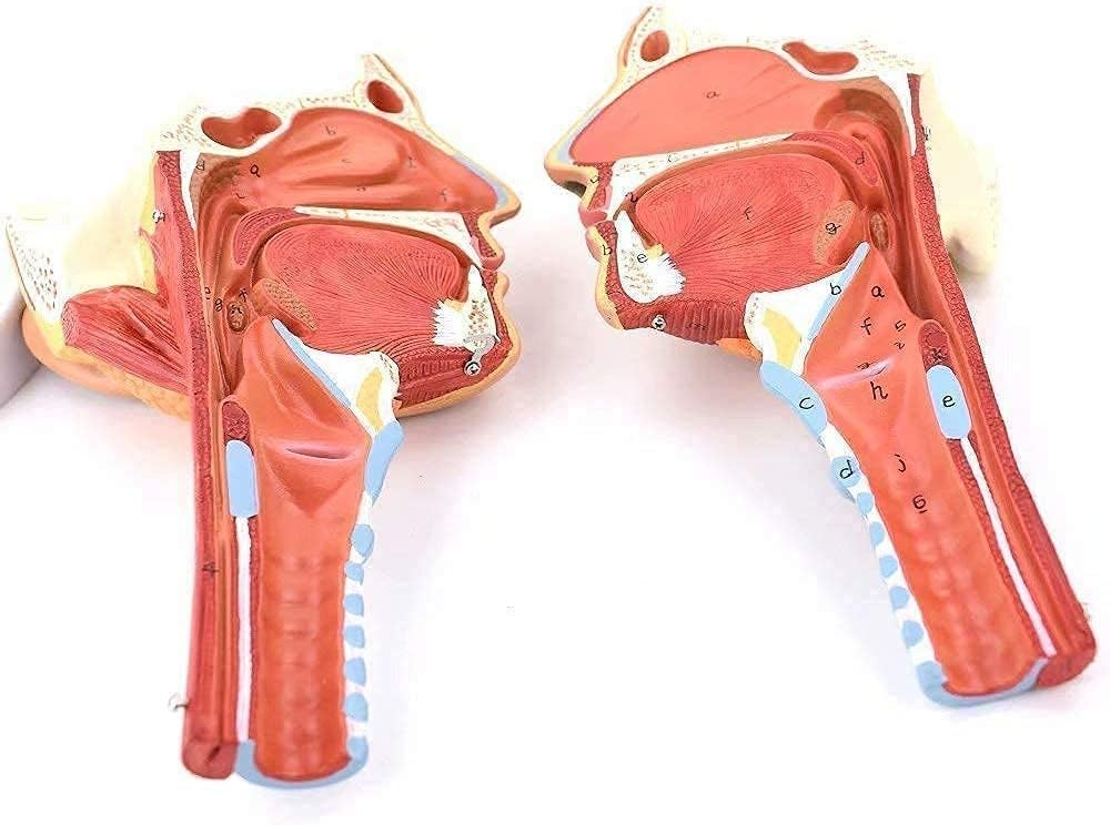 Modelos de anatomía humana Modelos anatómicos Modelos de anatomía muscular del cuerpo humano Anatomía de la cabeza y los órganos Exhibición de la faringe Estructuras de la boca, la nariz y la lengua E