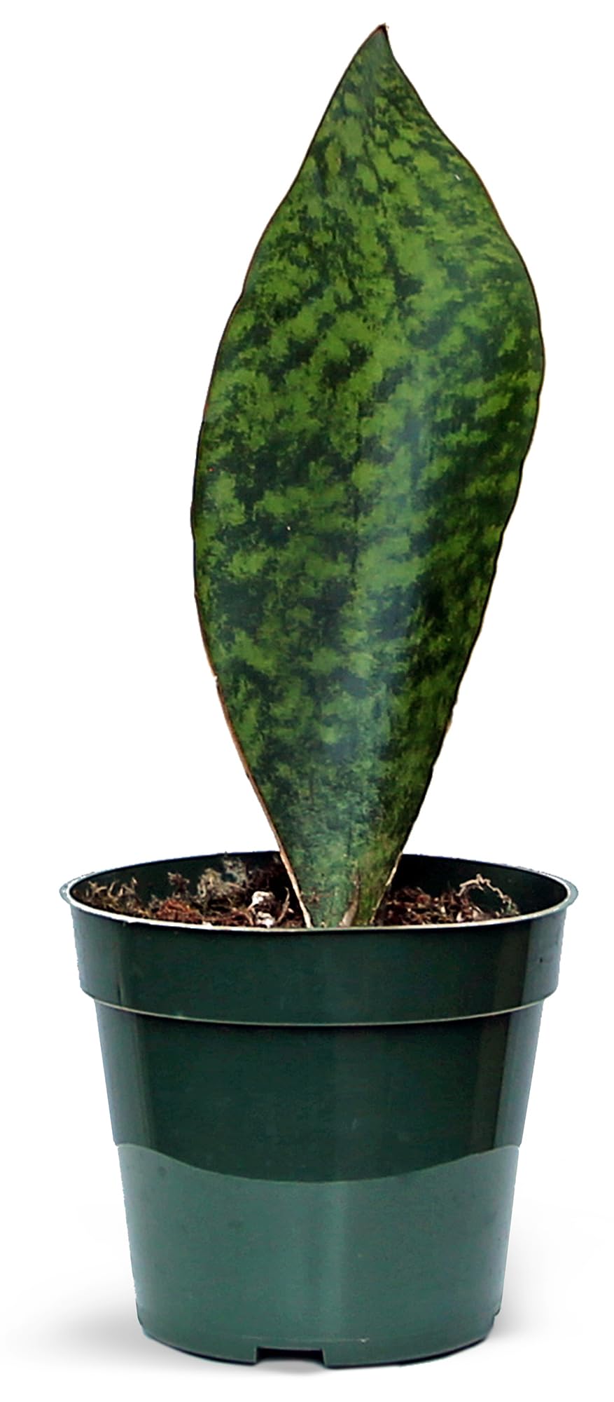 sansevieria green hahnii Sansevieria trifasciata ' Golden Hahnii ' for Sale