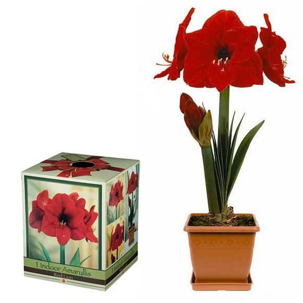 Amaryllis Red lion Growing Kit.Includes: Big Bulb, plastic pot and sauce