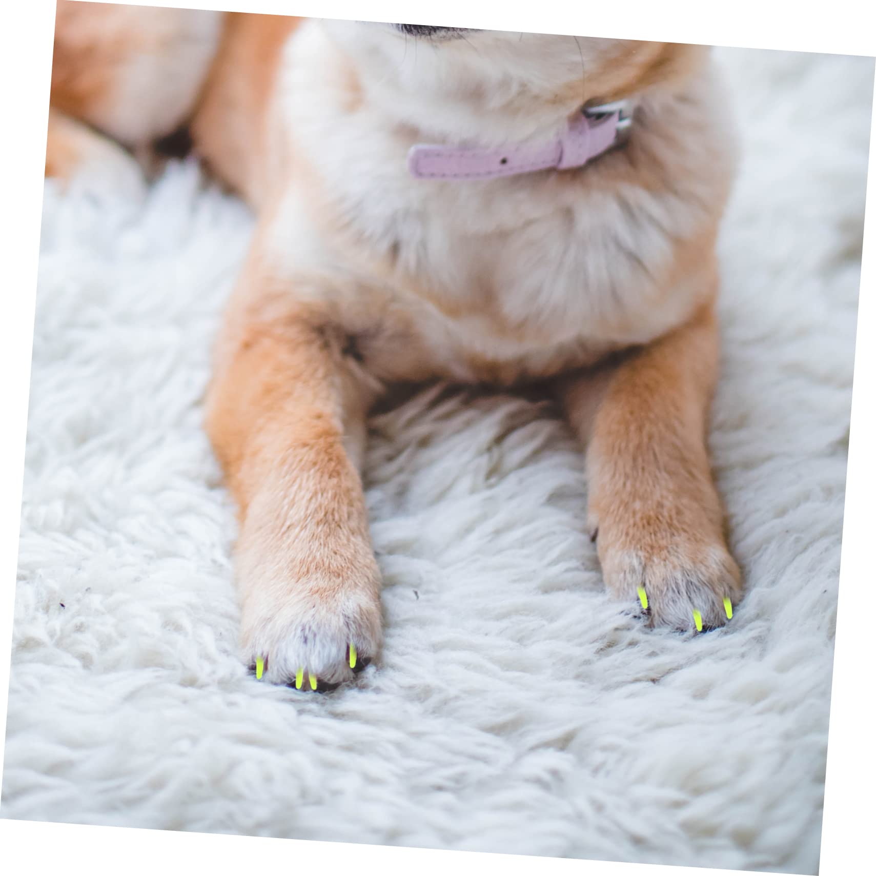 Beavorty 320pièces Couvre- pour Adhésives Griffes pour Animaux De Compagnie Accessoire Pratique Et