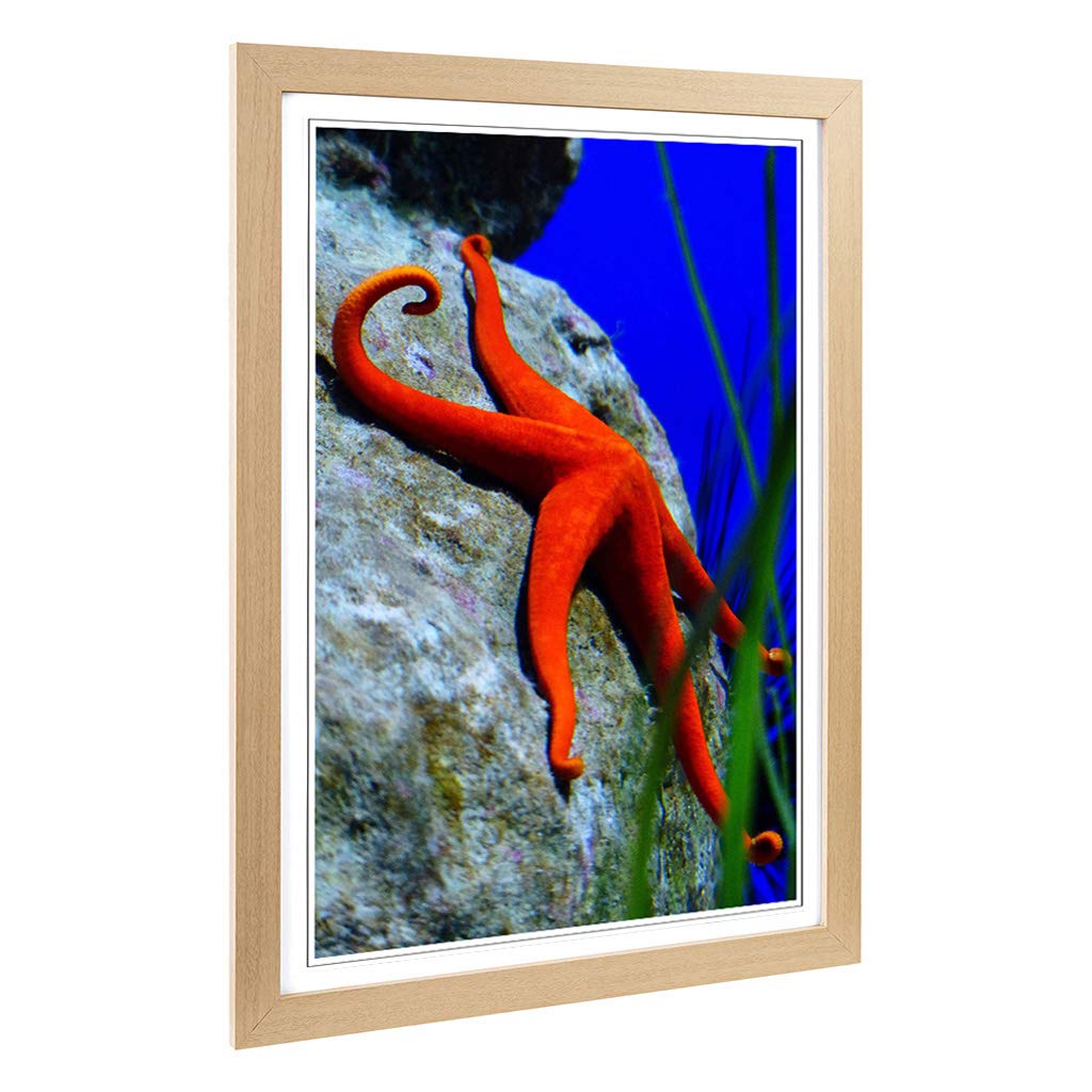 Big Box Art Framed Print of Starfish 3 Design | Wall Art Picture | Home Decor for Kitchen, Living, Dining Room, Lounge, Bedroom, Hallway, Office, Oak, A2 / 24.5x18 Inch / 62x45cm