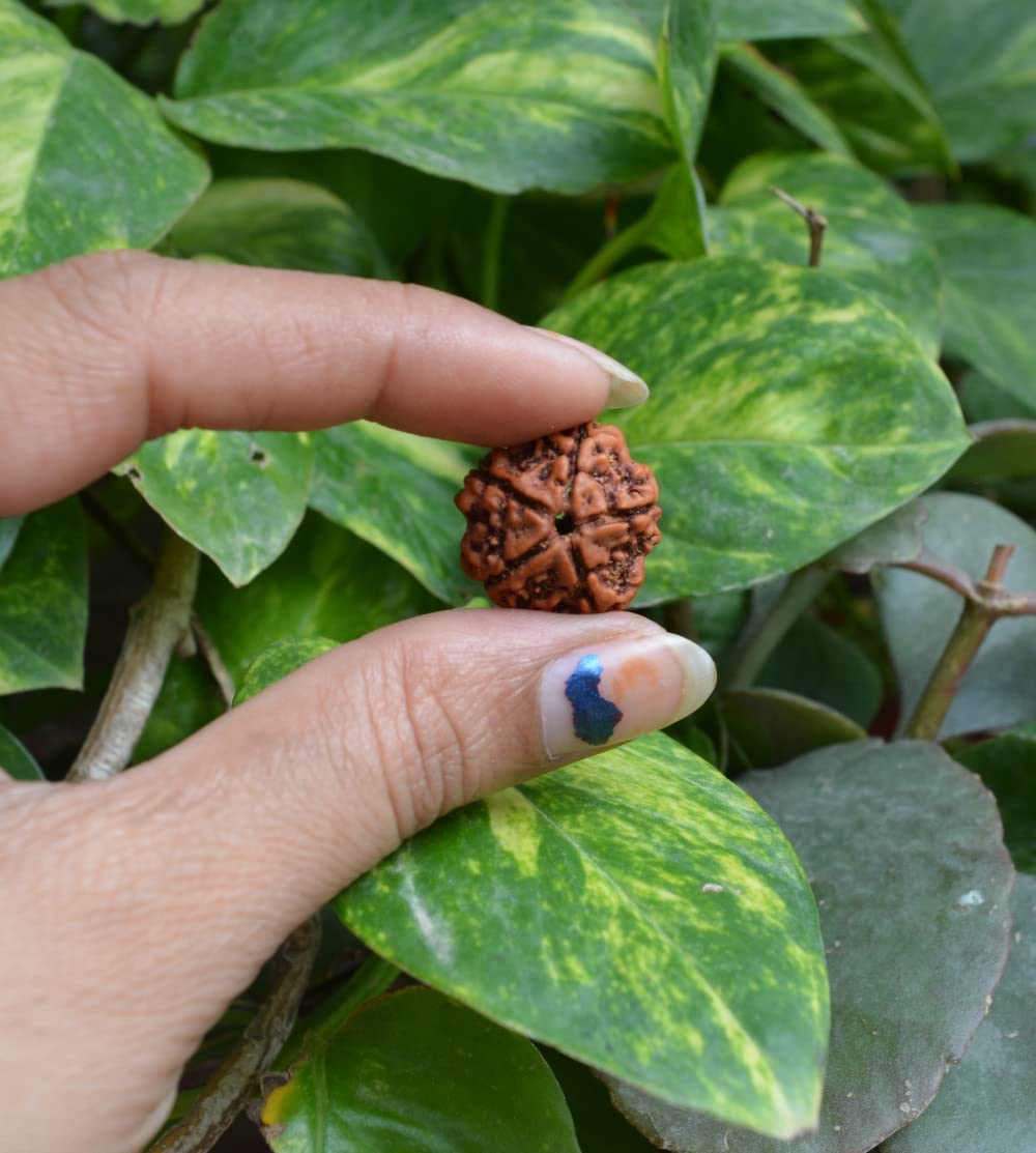 Original Nepali Rudraksha | Elaeocarpus Ganitrus Seeds Loose Beads - Lab Certified Chakra Spiritual and Healing Product - Almighty Genuine Guaranty (5 Mukhi)