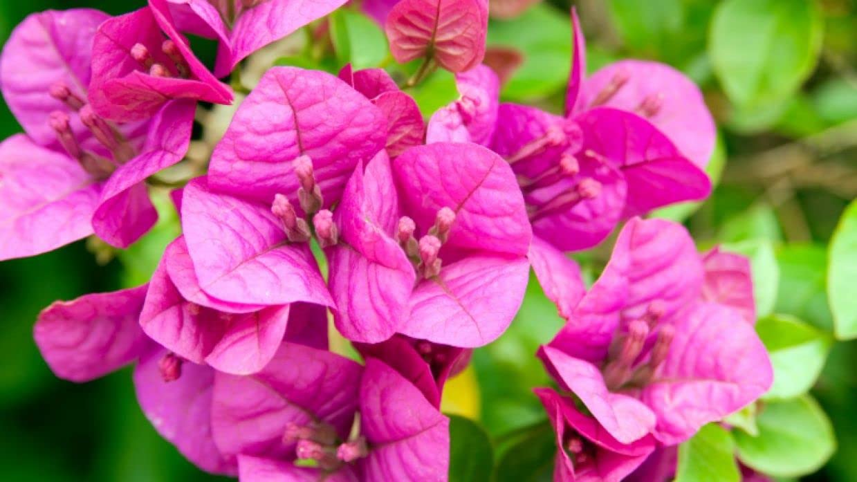 Verdecora Buganvilla | Flor de Papel | Planta natural de exterior con flor en maceta | Planta trepadora | Perfecta para decorar el jardín, balcón, terraza (Maceta 3L)