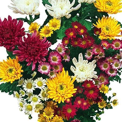 Amazon.co.jp: 菊苗 秋菊中輪＆小輪ミックス(花色見計らい・名称なし