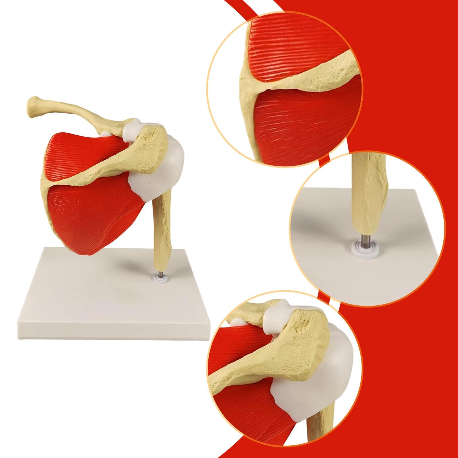 Modello Anatomico Spalla Per Lezioni | facile da maneggiare, realistico, per studenti