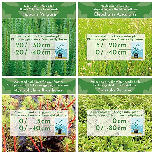VDVELDE 4-in-1 Zuurstofplanten Mix - voor 500 liter water - 4 winterharde water zuiverende vijverplanten - inclusief vijvermand - Van der Velde Waterplanten - Afbeelding 4