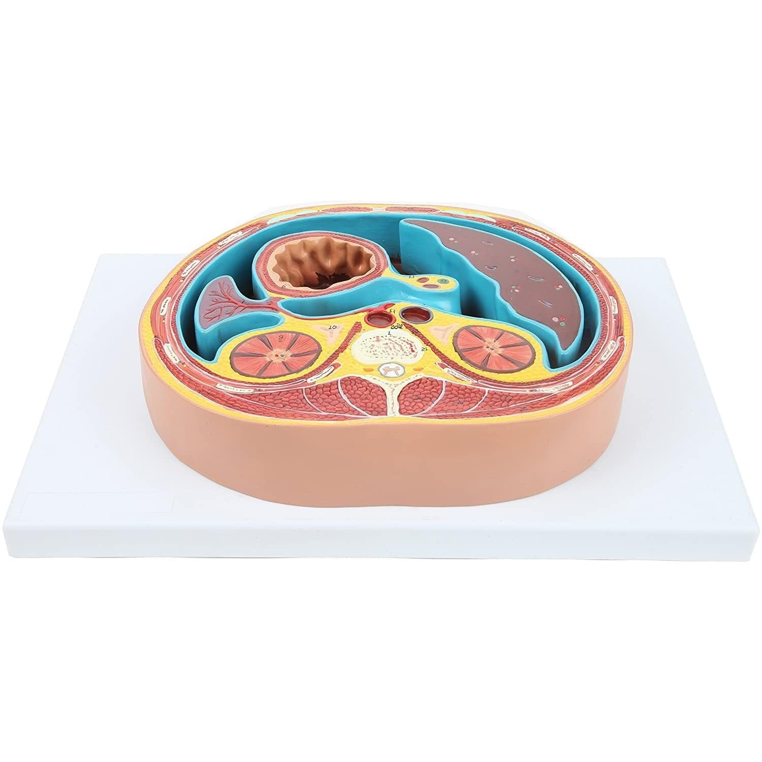 HEQIM Abdominal Cross-Section Lumbar vertebrae Human Thorax Model, Human Anatomy Model, Thoracic Cross-Section Model Urinary System Teaching Anatomy Model